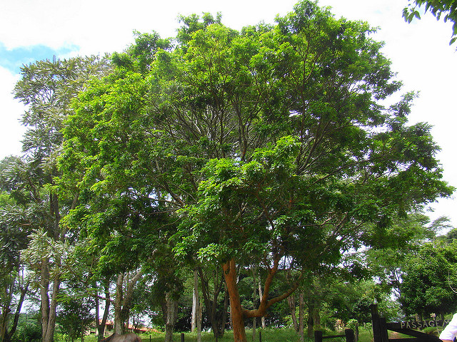Brazilwood Tree