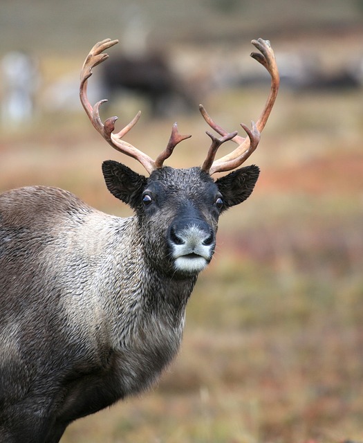 how are reindeer antlers similar to a human fingerprint